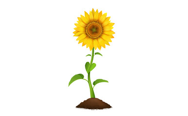 Obraz premium Sunflower with green leaves isolated on white background. Vector Illustration