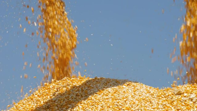 yellow dry corn seed falling from combine harvester machinery unload into truck with sunlight, animal feed agricultural industry, agricultural technology, biofuel, slow motion