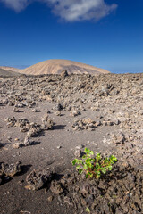 Life grows even in the harshest places. Found this small plant growing in the lava fields (Malpais) in the Timanfaya National Park in Lanzarote. In the background is an old volcano.