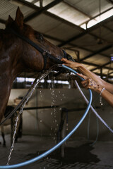 Woman groomer takes care of and combes hair horse coat after classes hippodrome. Woman takes care...