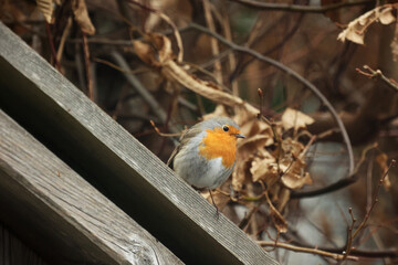 A robin sits on a wooden railing