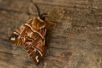 Kentish Glory moth - Endromis versicolora, beautiful spring colored moth from European forests and woodlands, Czech Republic.