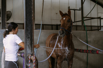 Woman groomer takes care of and combes hair horse coat after classes hippodrome. Woman takes care...