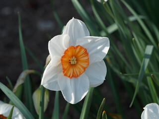 Gros plan sur une fleur de narcissus 'geranium' ou narcissus 'tazetta' à pétales blanc-crème et...