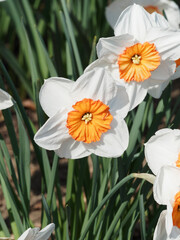 Gros plan sur une fleur de narcissus 'geranium' ou narcissus 'tazetta' à pétales blanc-crème et...
