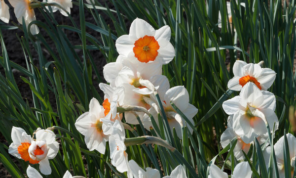 Narcissus 'Geranium' ou Narcissus 'Tazetta'. Narcisses 'Barret Browning'  hybrides &agrave; petite coupe des jardins, magnifique jonquille &agrave; p&eacute;tales blanc pur avec une coupe centrale orange et lumineuse 