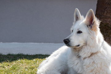 White Swiss Shepherd Dog outdoor portrait in nature.