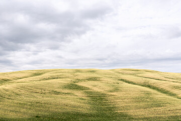 Obraz premium Freshly cut green and yellow fields in Val d'Orcia, Tuscany, Italy