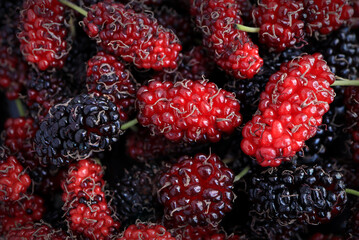 Closeup of red mulberry fruit. fresh organic mulberries background.