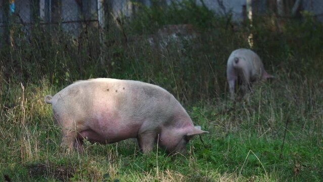 big pigs eating in an abandoned zone behind old houses