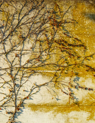 American vine plant perched on a wall