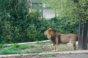 lew zwierzę kot dzika natura zoo madryt