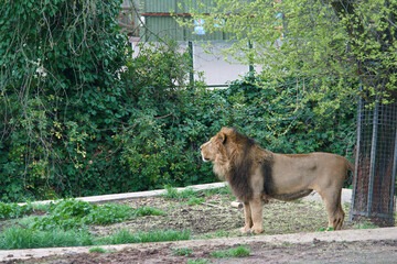 lew zwierzę kot dzika natura zoo madryt © Piotr