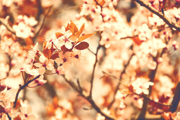 Cherry blossom. Sunset. Selective focus and shallow depth of field. Bokeh. Dreamy nature background