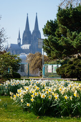 Weisse Osterglocken blühen im Rheinpark in Köln mit Dom im Hintergrund