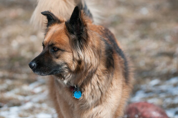 Chow mix dog looking to the side