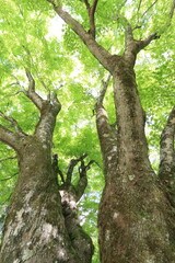 新緑の楓の大木