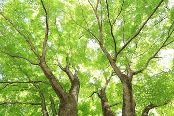Fototapeta premium 新緑の楓の大木
