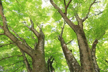 新緑の楓の大木