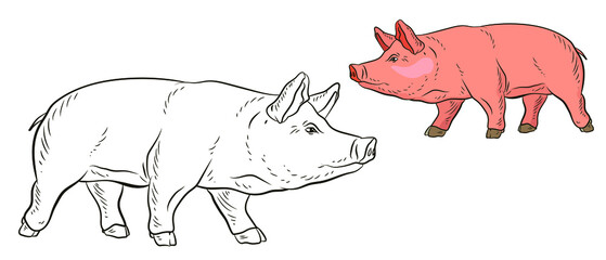 A pet, a pig. Black and white and color image. Coloring book for children. Vector drawing.