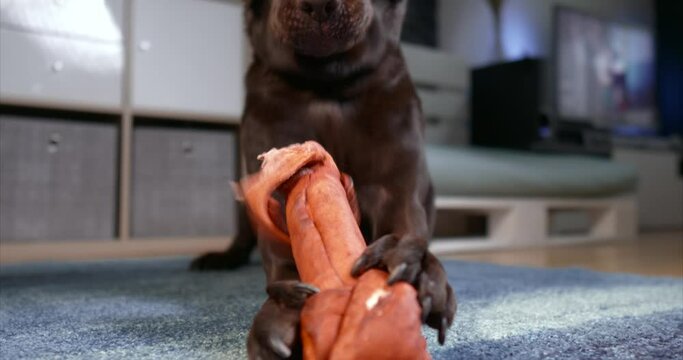 Close-up side view of chocolate labrador retriever dog chewing a big dog bone treat lying on a carpet at home