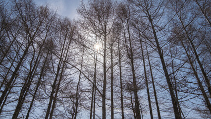 カラマツ並木林（Larch tree-lined forest）