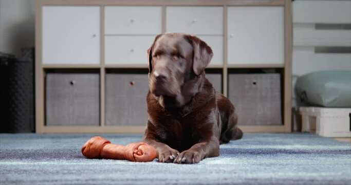ground level view of chocolate labrador retriever dog waiting order to start chewing a big dog bone treat lying on a carpet at home