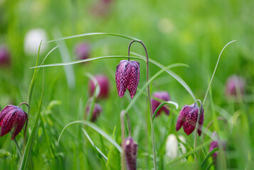 Fritillaria meleagris is a Eurasian species of flowering plant in the lily family Liliaceae. Its common names include snake's head fritillary, chess flower, frog-cup, guinea-hen flower, guinea flower.