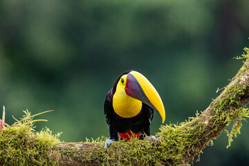 Selective focus shot of toucan bird standing on hanging tree branch in Costa Rica