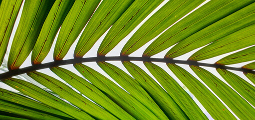 Close-up of palm frond, showing symmetry