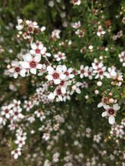 New Zealand native manuka ti tree flowers