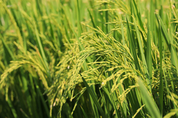 Close up of ears of rice plants growing in green rice fields. 