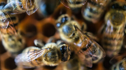 Honey bees at work in the hive. Detailed macro shot of insects. Bees collect pollen