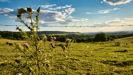 A sunny day in the Saarland with a view over meadows into the valley. Thistle bush in foreground