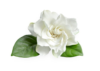 Close up of White gardenia flower or cape jasmine, gardenia jasminoides isolated on a white...