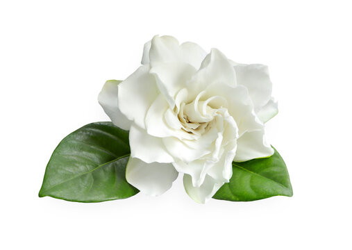 Close up of White gardenia flower or cape jasmine, gardenia jasminoides isolated on a white background with clipping path. 