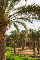 Fototapeta premium Palm trees near Saqqara necropolis. Cairo, Egypt