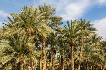 Fototapeta na wymiar Palm trees near Saqqara necropolis. Cairo, Egypt