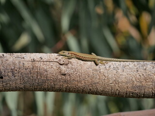 A small lizard basks in the sun on a warm spring day. The reptile moves along a tree branch. The life of reptiles in natural conditions.