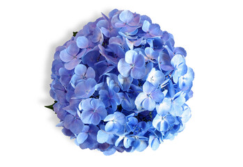 Close up of Beautiful soft blue hydrangea,(Hydrangea macrophylla) or Hortensia flower on white...