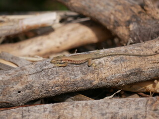 A small lizard basks in the sun on a warm spring day. The reptile moves along a tree branch. The life of reptiles in natural conditions.