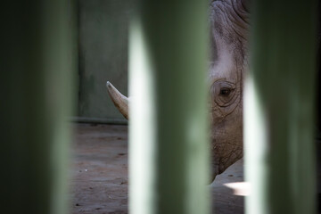 White rhinoceros in a zoo