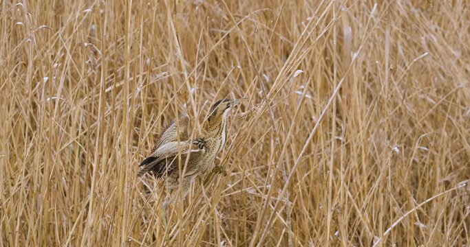 Eurasian bittern or Botaurus stellaris bird in the bush 