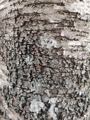 texture of the bark of an old tree in cracks