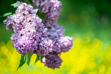 Delicate lilac on green, natural background, space for text, postcard