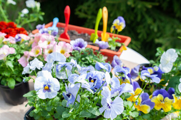 Concept Spring planting on the garden, harmony and beauty. Flowers pansies, marigolds and petunias...