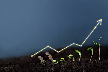 Money Plant - Financial Growth Investment - Growing Business Concept - obrazy, fototapety, plakaty