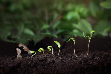 rosnące rośliny, wzrost biznesowy i rozwój - koncepcja wzrostowa - obrazy, fototapety, plakaty