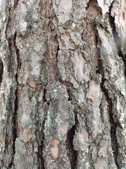 Rough texture of natural large tree pine bark