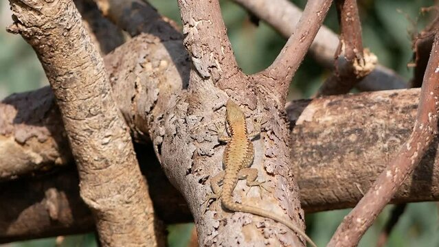 A small lizard basks in the sun on a warm spring day. The reptile moves along a tree branch. The life of reptiles in natural conditions.